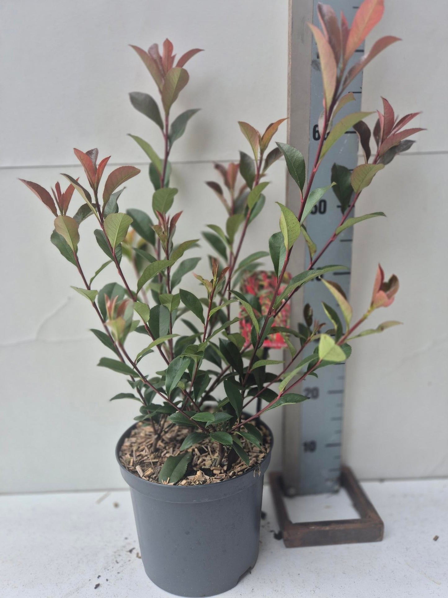 Roessel Tuinpl. VOF, B. v. Photinia Mandarino Pack of 1