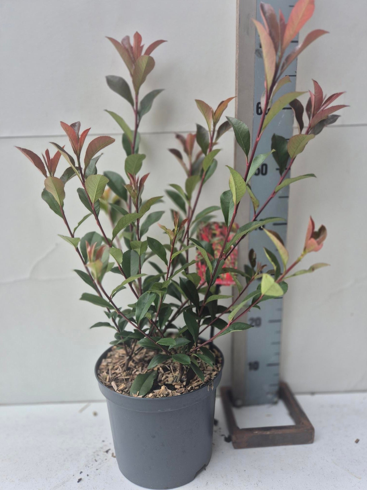 Roessel Tuinpl. VOF, B. v. Photinia Mandarino Pack of 1