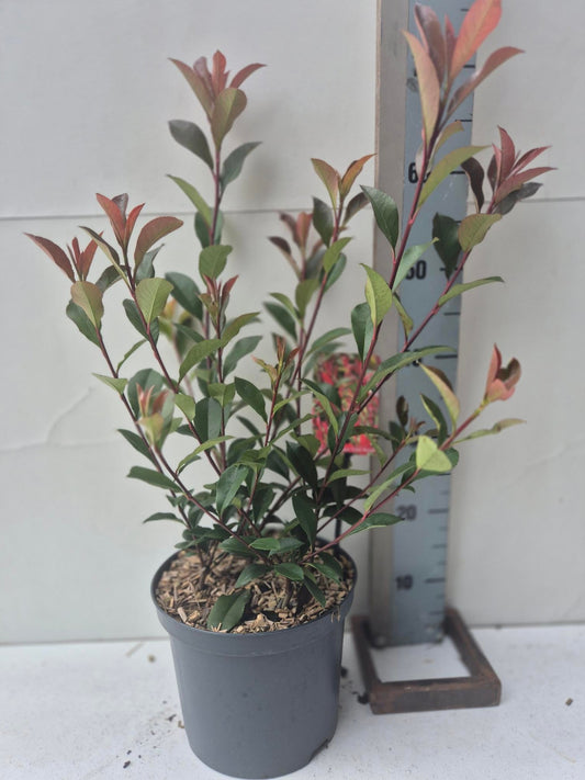 Photinia Mandarino 70cm 23cm Pot
