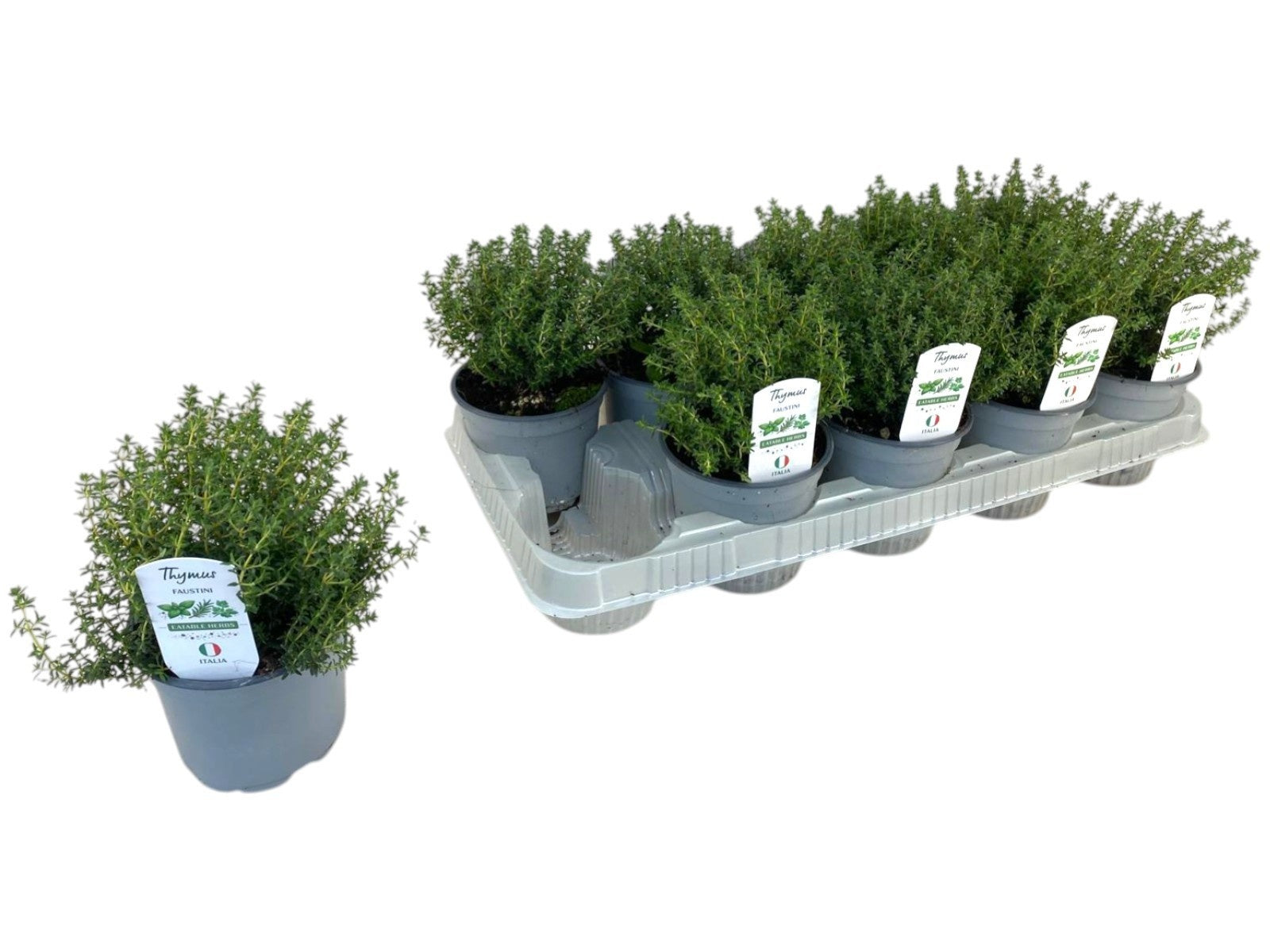Thymus vulgaris (Thyme) 25cm 12cm Pot