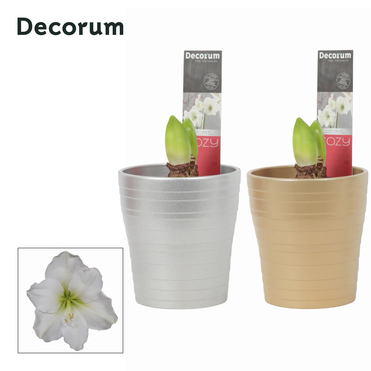 Hippeastrum 25cm 12cm Pot