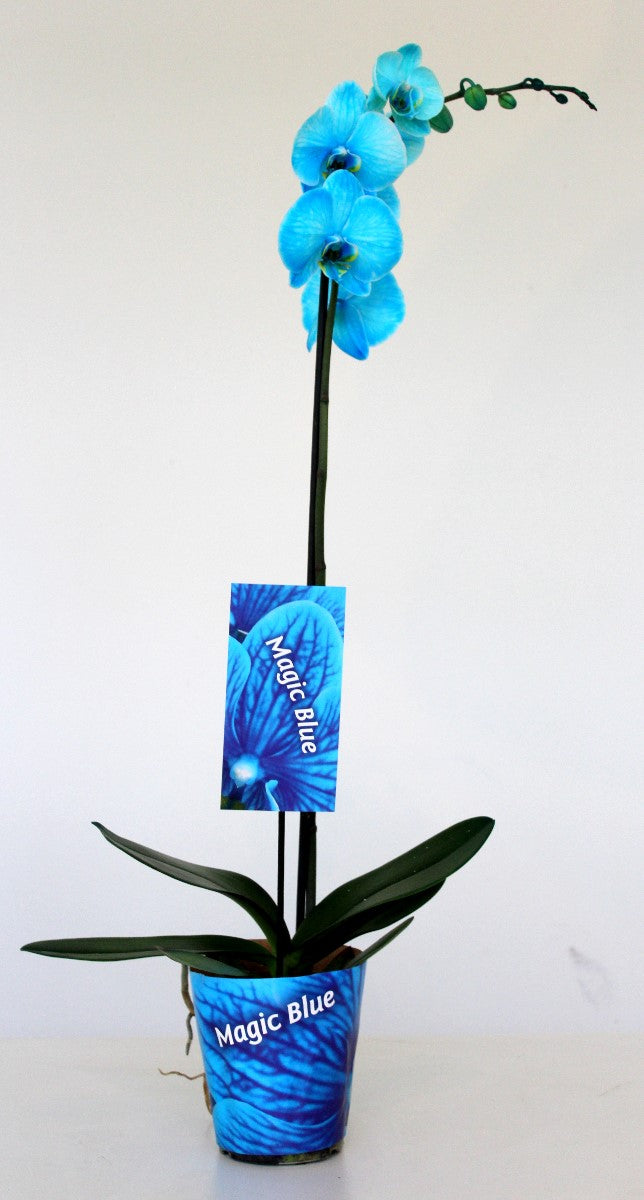 Phalaenopsis Hybrid 70cm 12cm Pot