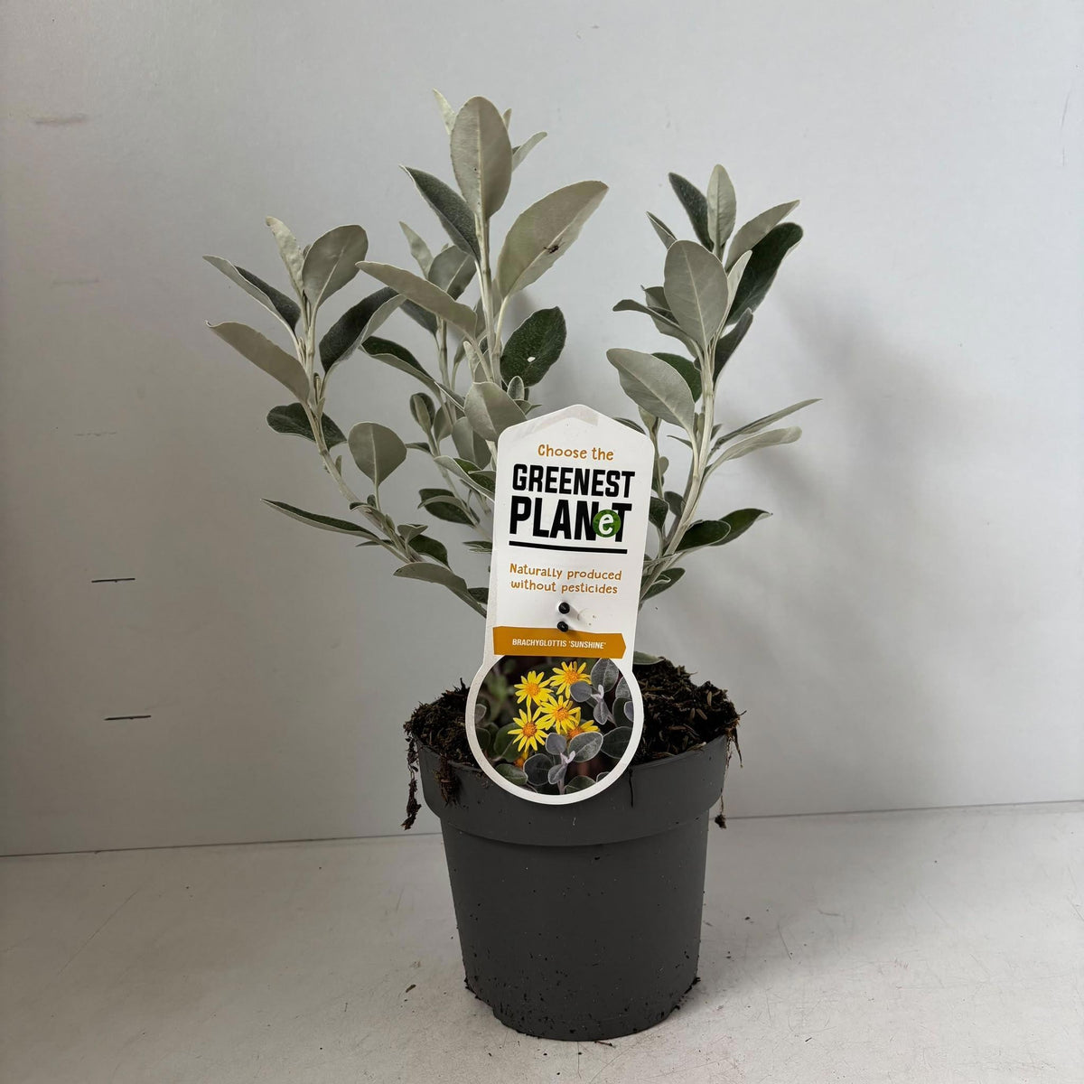 About Plants Zundert BV Brachyglottis (Senecio) Sunshine Pack of 1