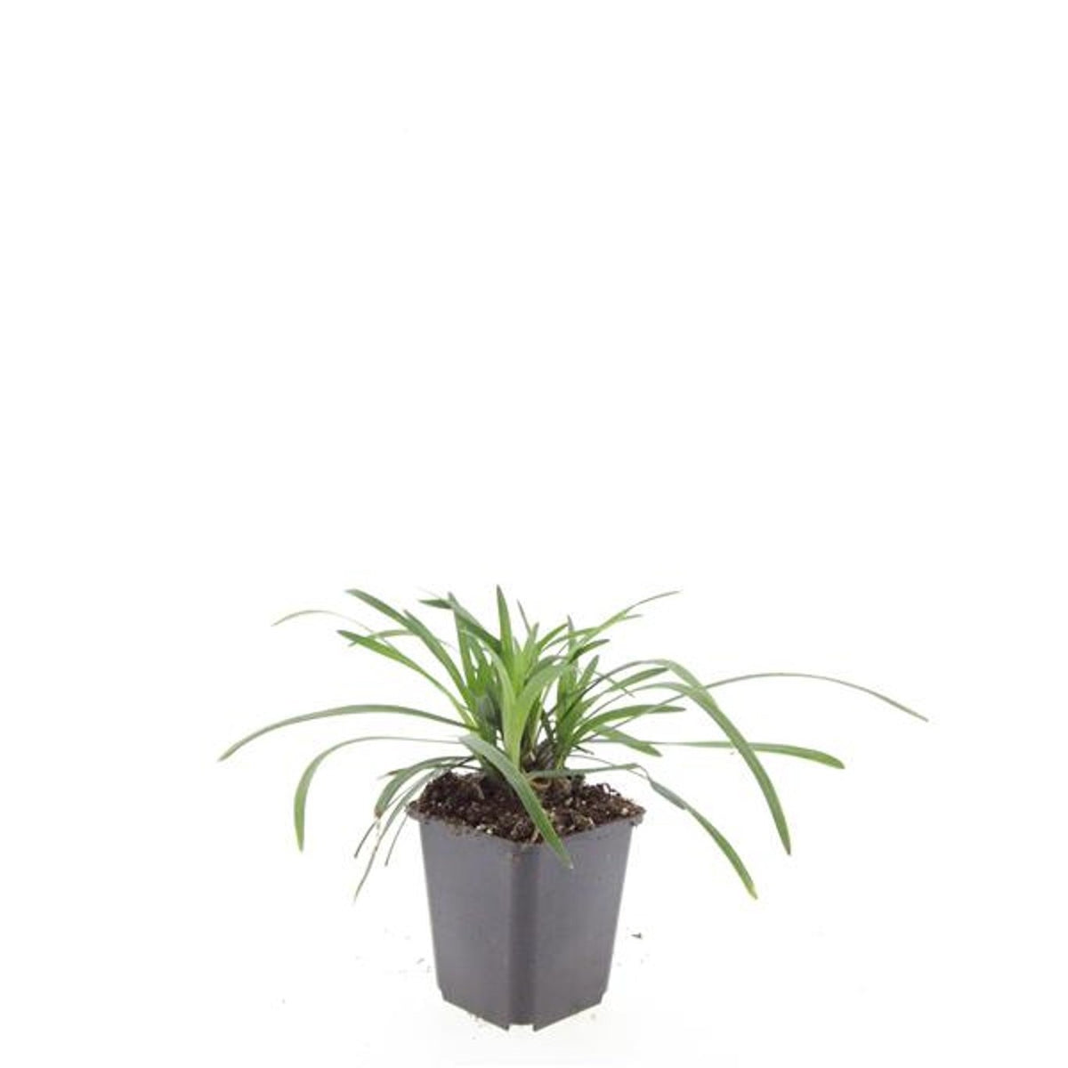 Liriope muscari 5cm 9cm Pot