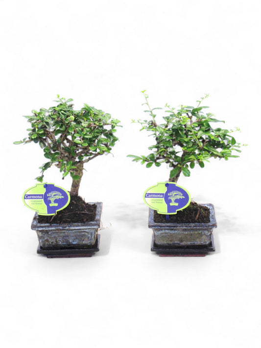 Carmona Bonsai 25cm 12cm Pot