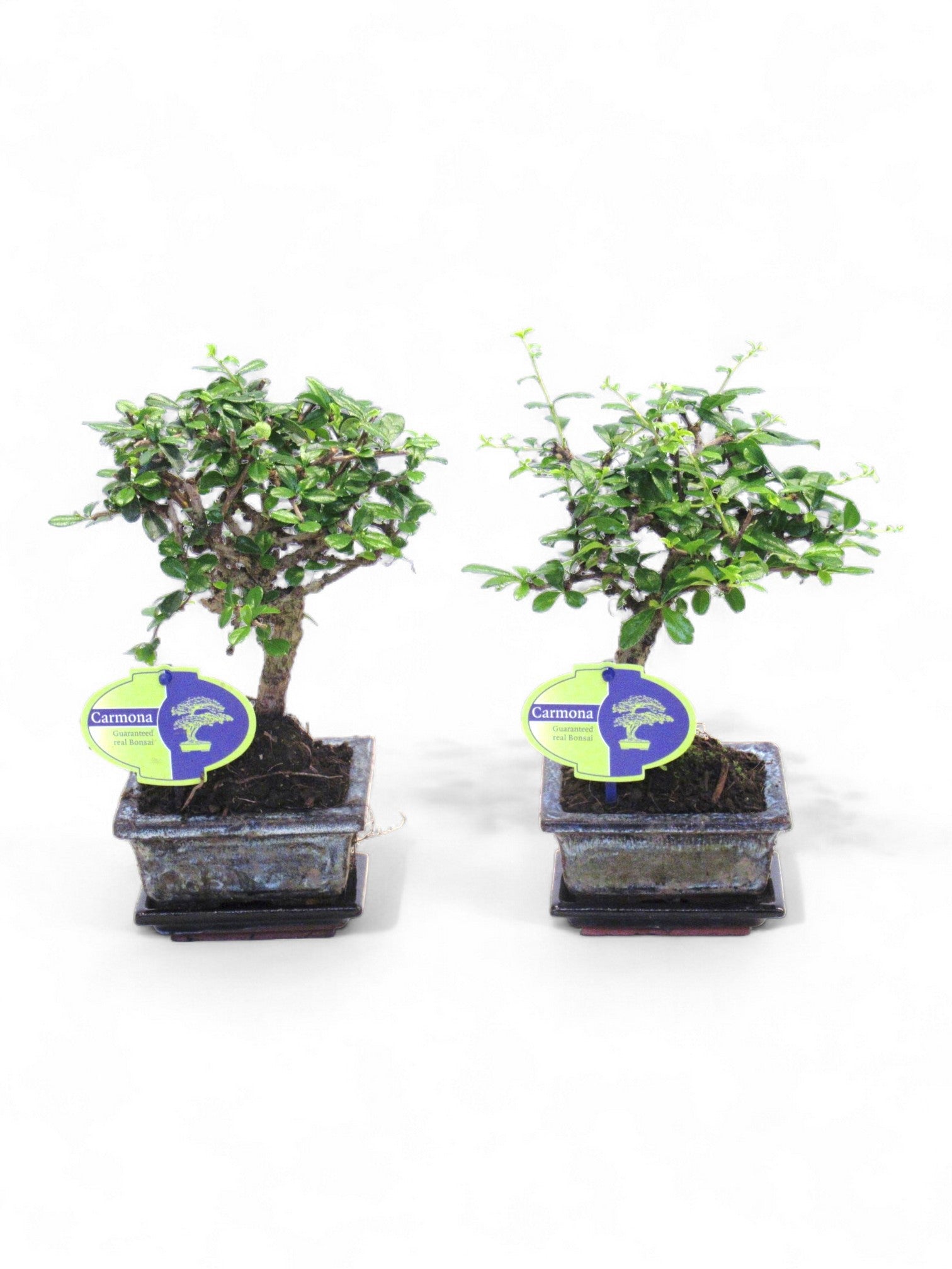 Lodder Bonsai BV Carmona Bonsai Pack of 12