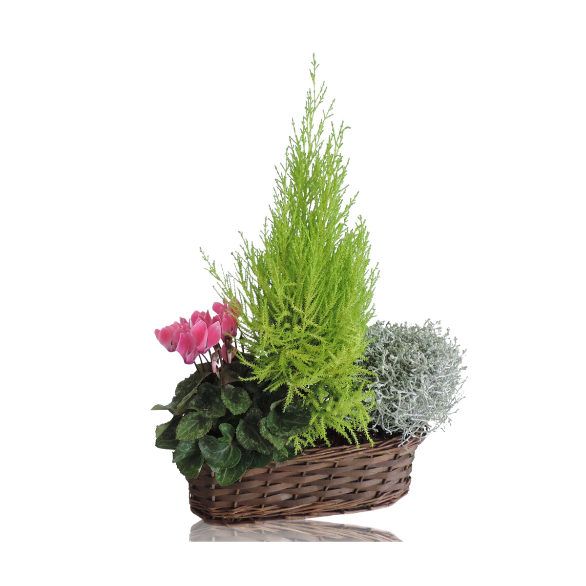 Outdoor arrangement 40cm 30cm Pot