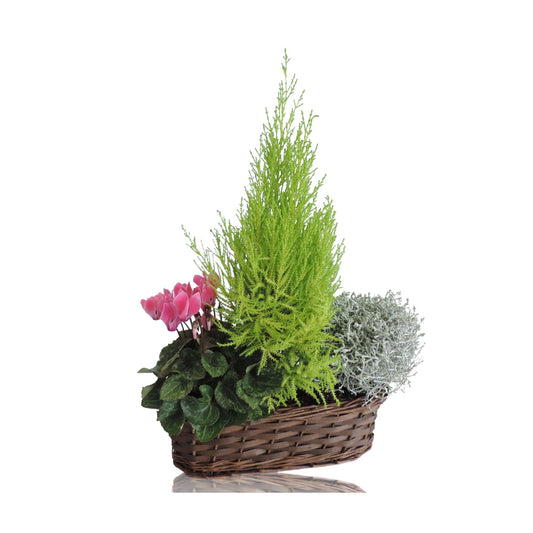 Outdoor arrangement 40cm 30cm Pot