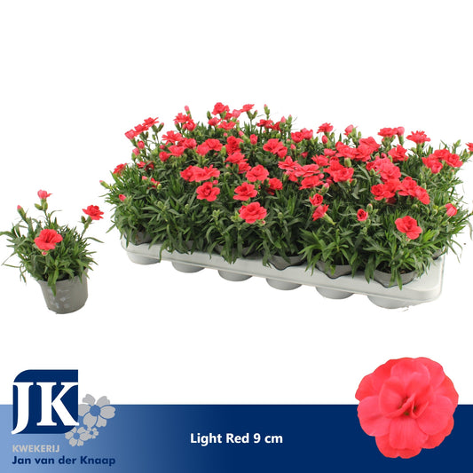 Dianthus Oscar Red 15cm 9cm Pot