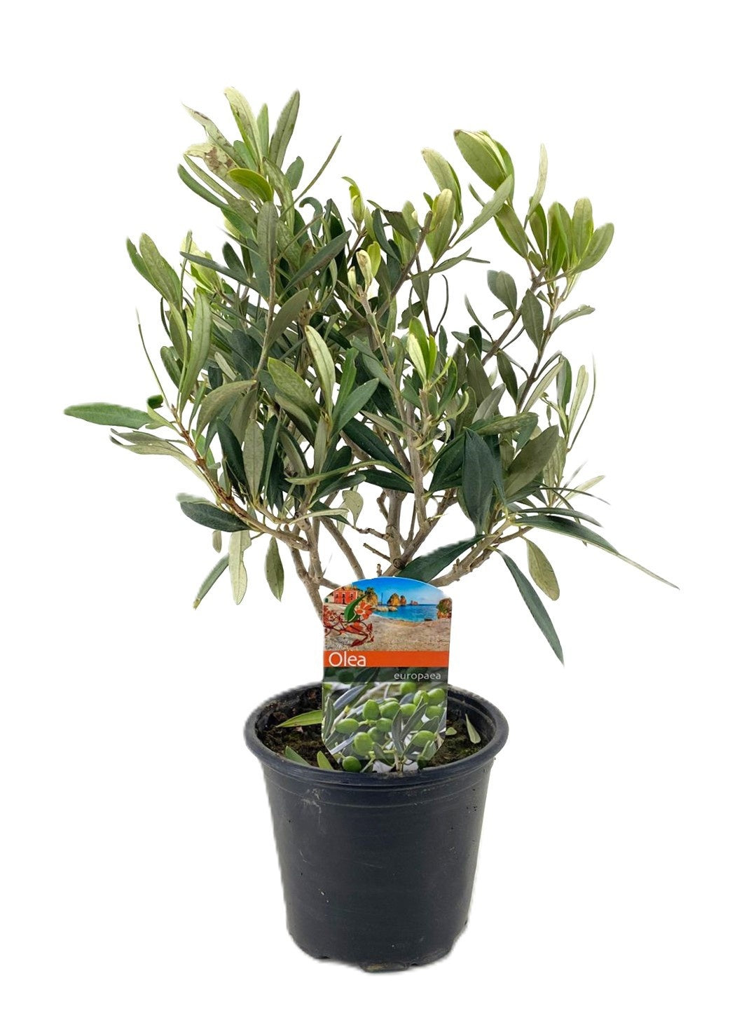Olea europaea 40cm 14cm Pot
