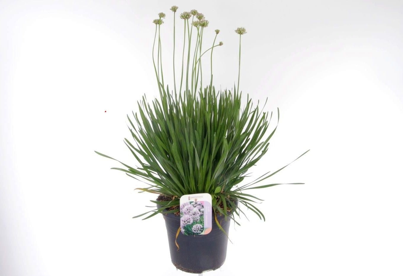 Allium mix 70cm 27cm Pot