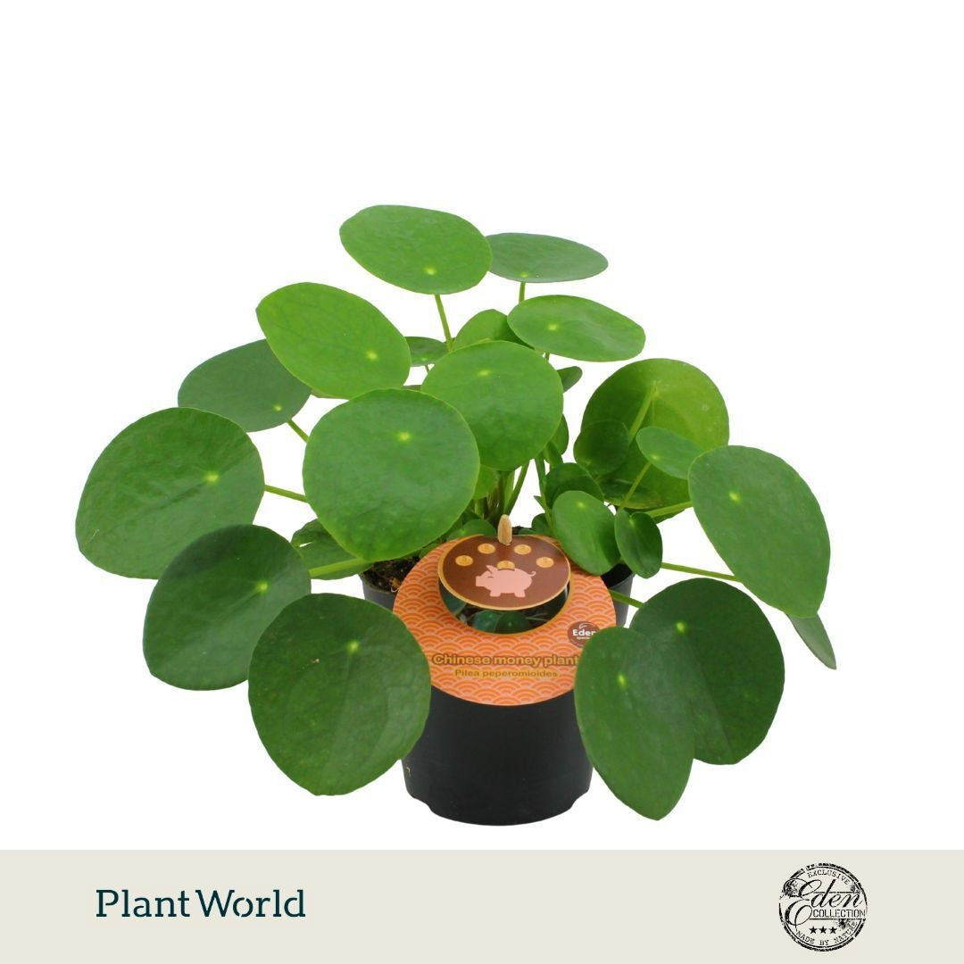 Plantworld Smit Kwekerij Pilea peperomioides Pack of 8