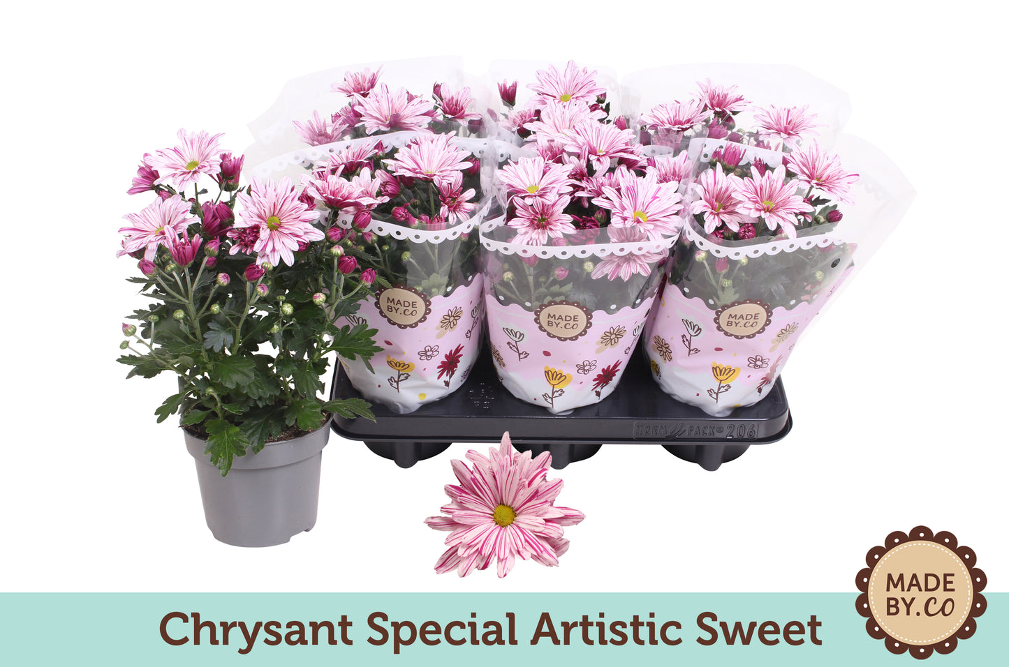 Chrysant Special Artistic Sweet 25cm 12cm Pot