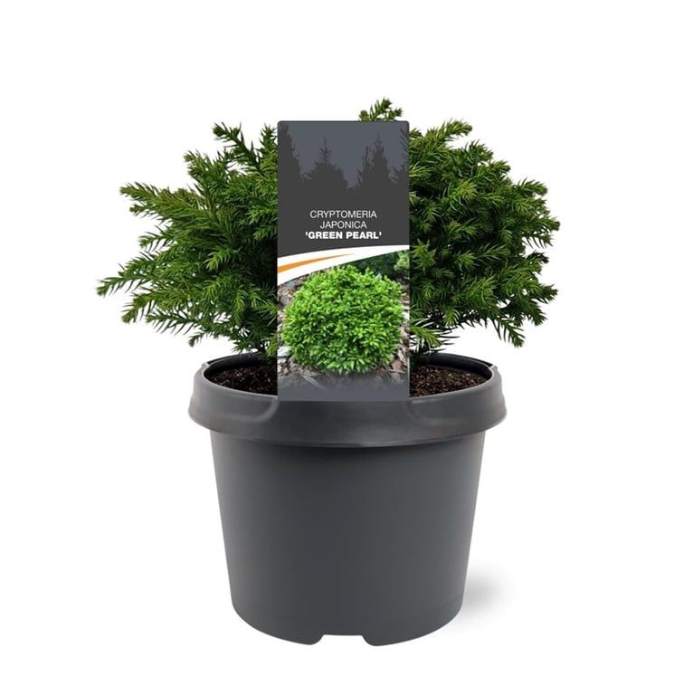 Cryptomeria japonica mix 30cm 19cm Pot