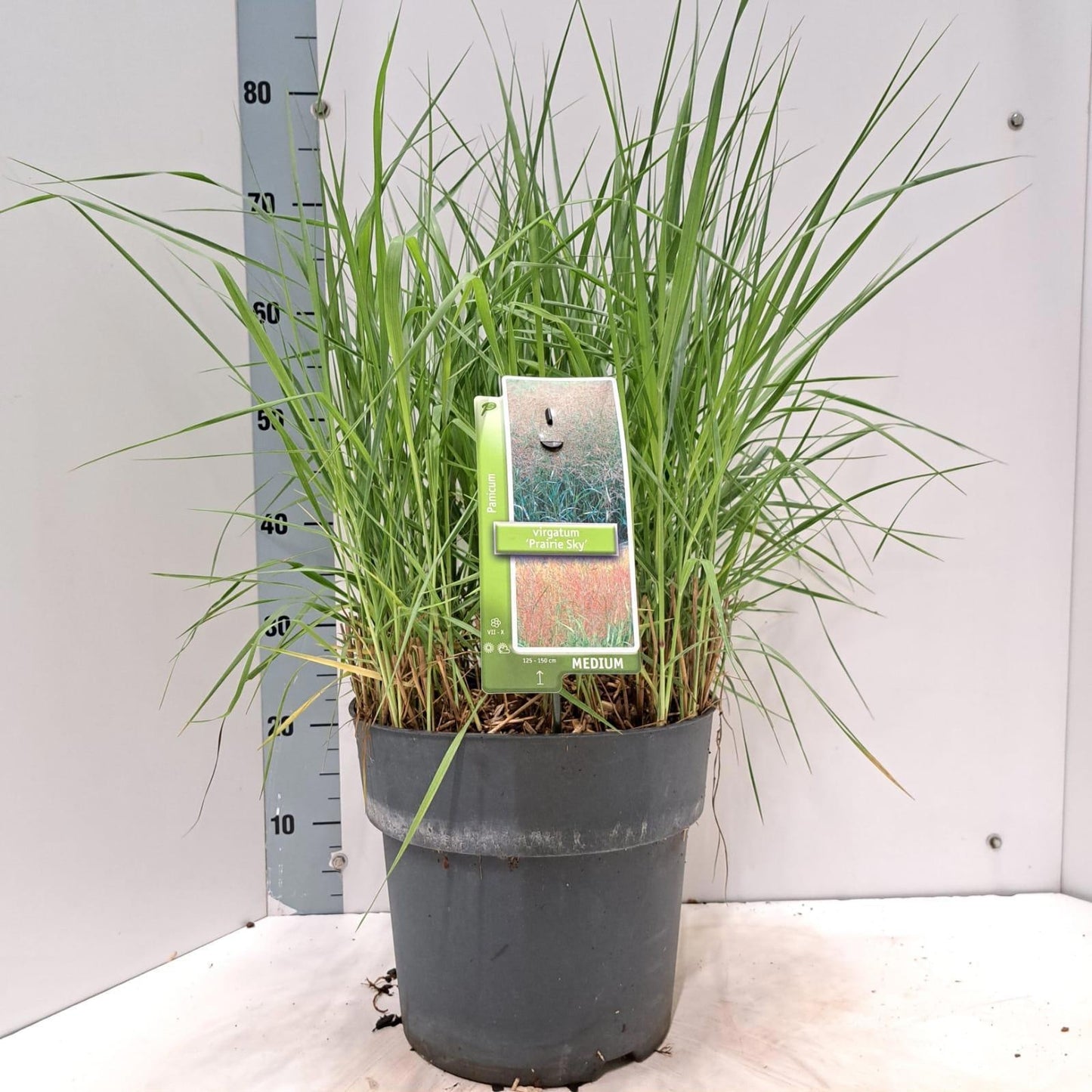 Panicum virgatum 75cm 29cm Pot