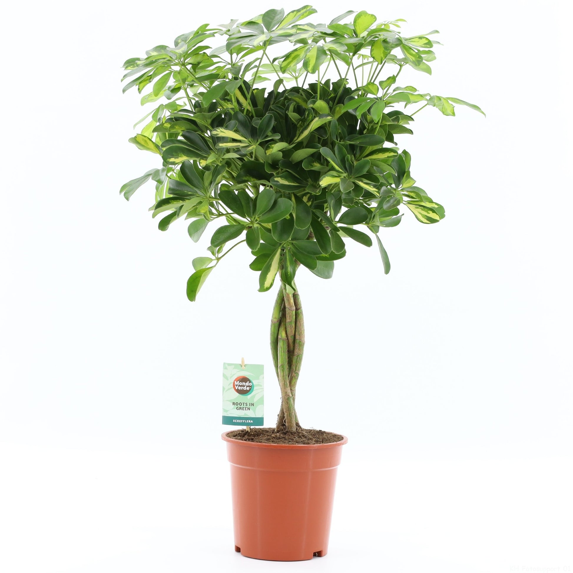 Mondo Verde (Bakker) Schefflera Gold Capella Pack of 3