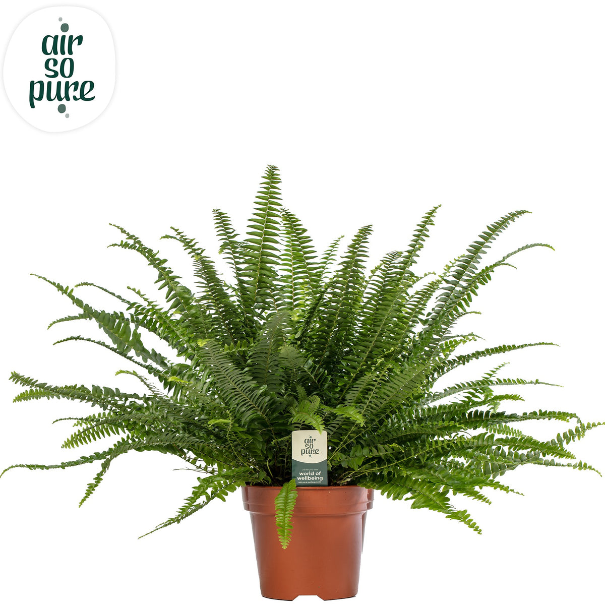 Nephrolepis Green Lady 45cm 17cm Pot