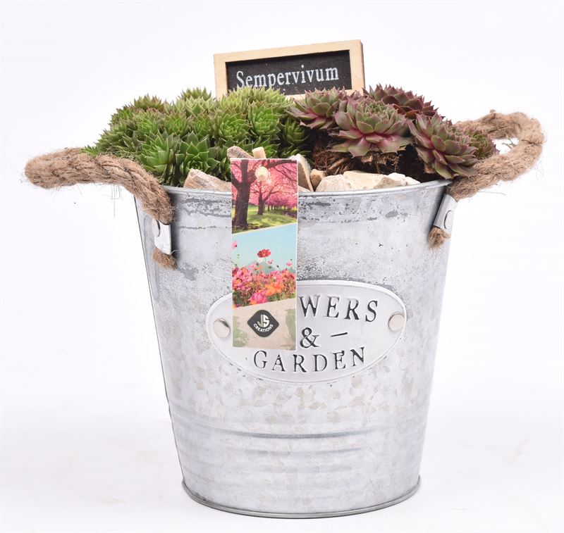 arr. Sempervivum 16cm Pot