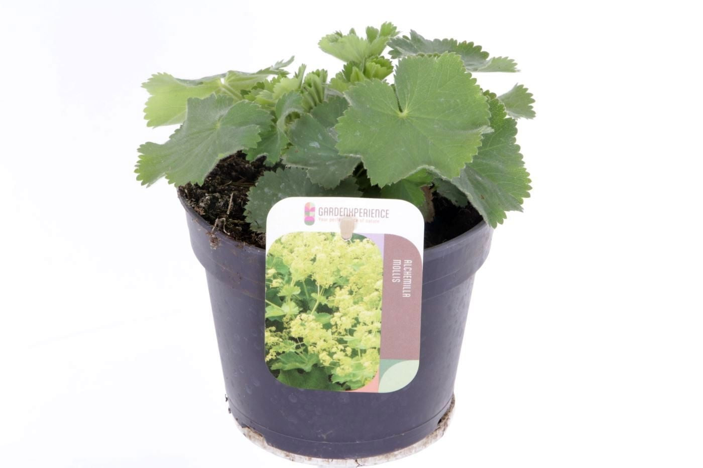 Alchemilla mollis 15cm 13cm Pot
