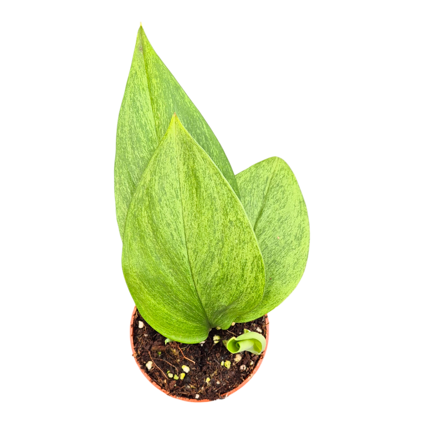 Scindapsus 15cm 7cm Pot