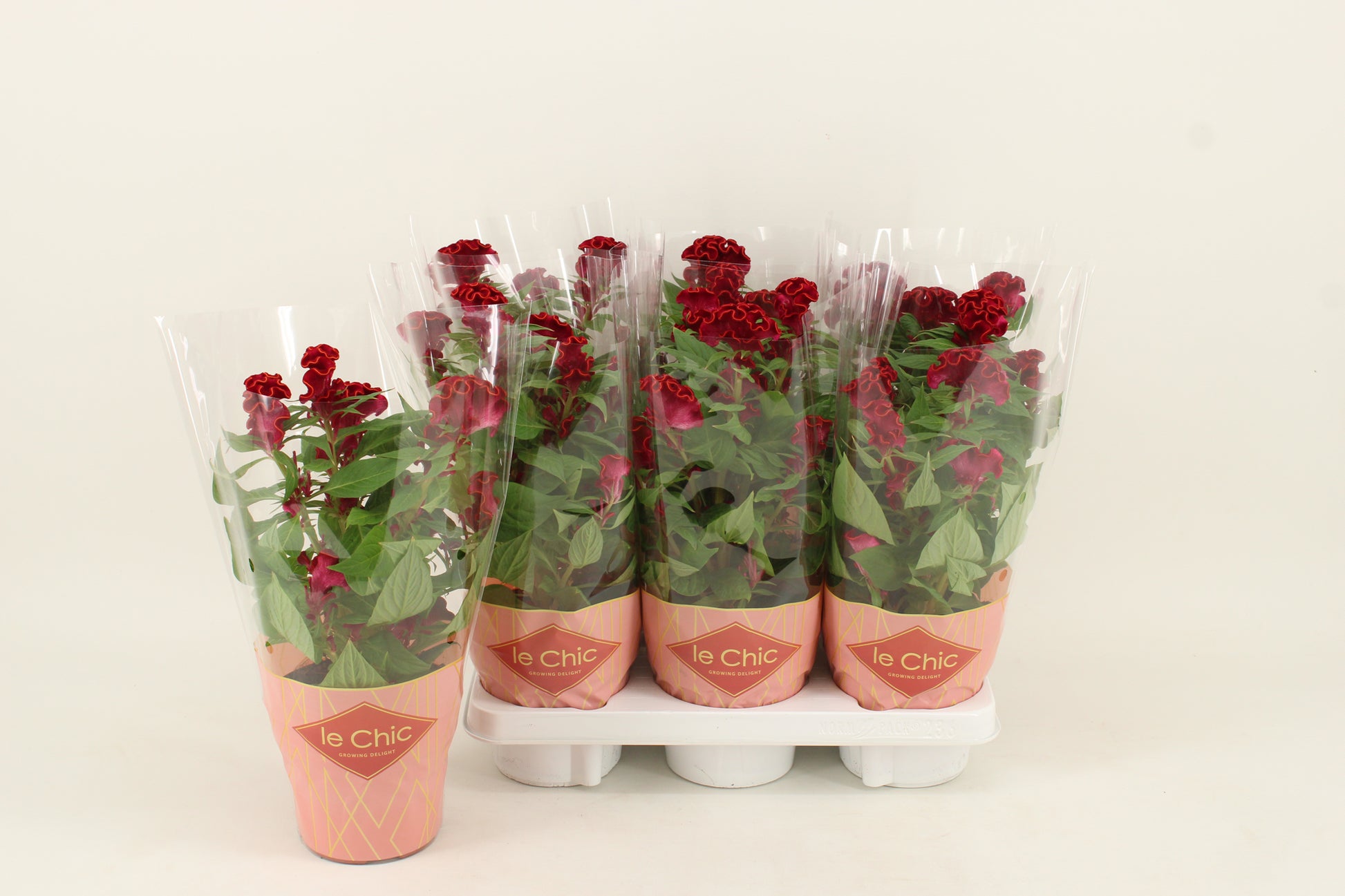 Celosia Twisted Strawberry 40cm 14cm Pot