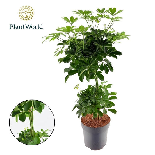Schefflera Nora 80cm 24cm Pot