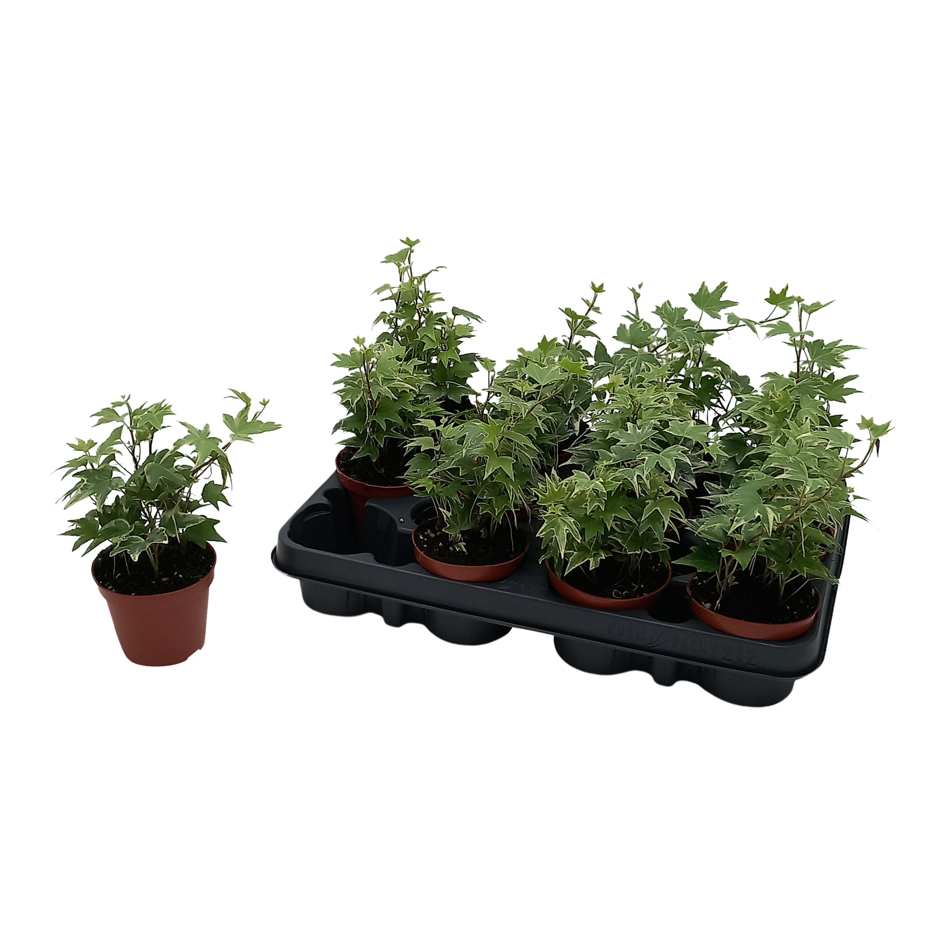 Hedera helix White Ripple Special Pot (508)
