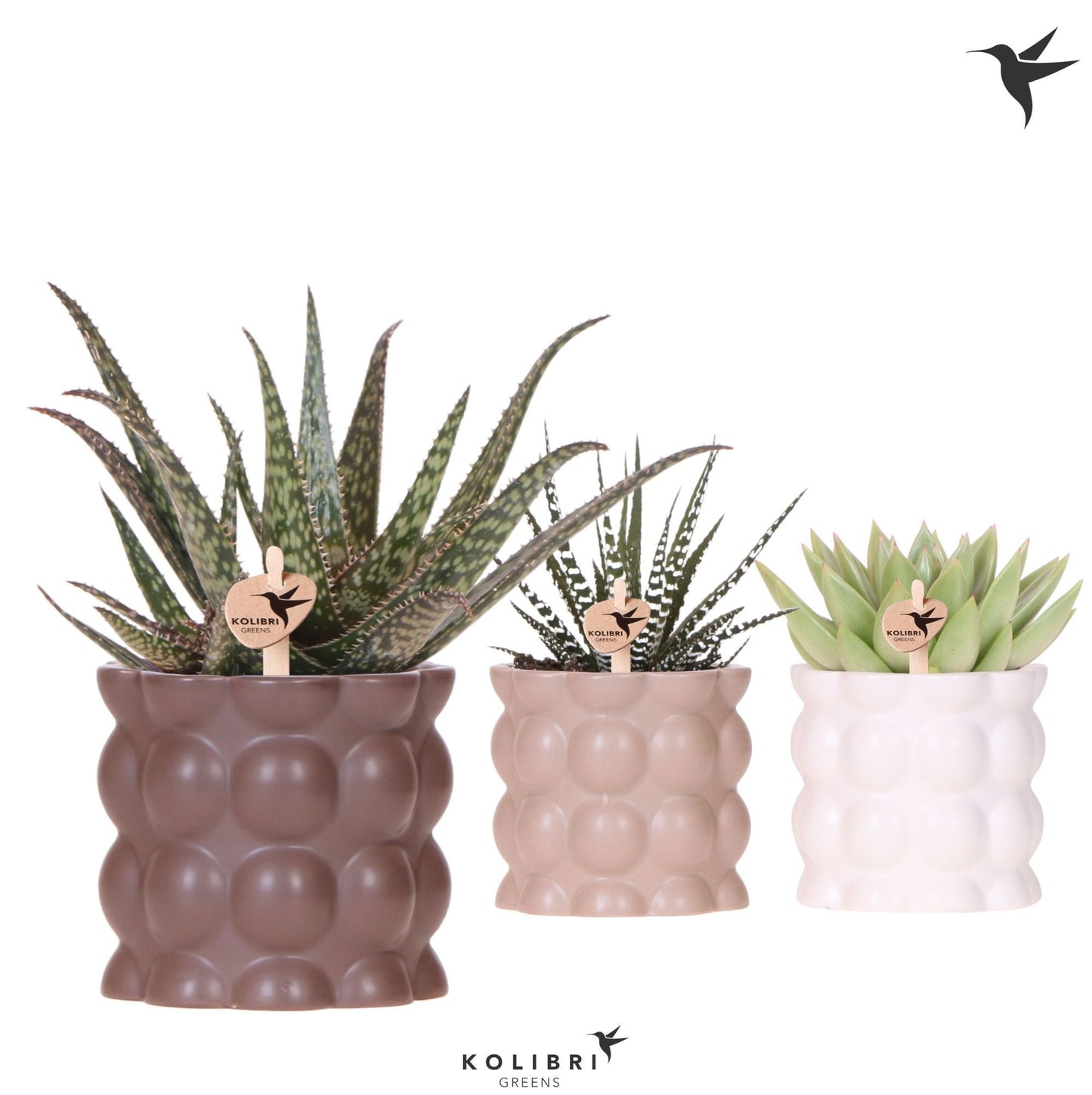 Succulent mix 22cm 9cm Pot