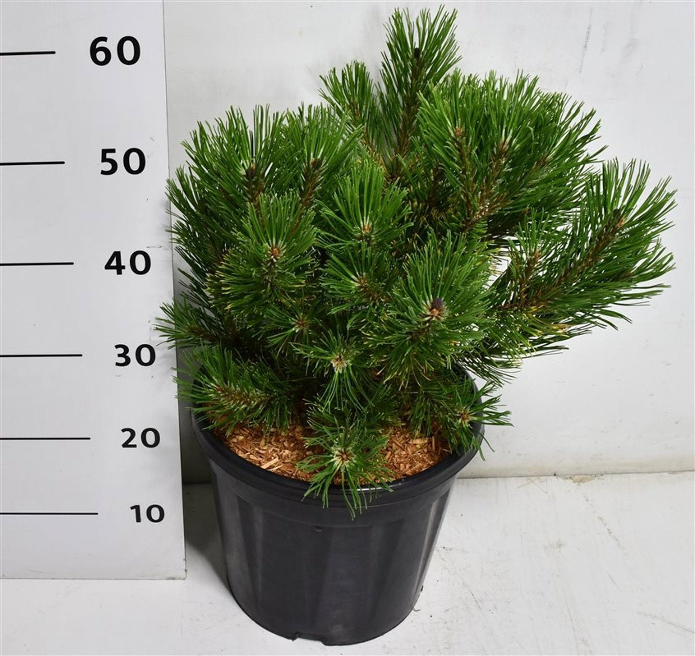Pinus mugo Wintergold 60cm 32cm Pot