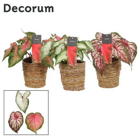 Caladium mix (+ drp.Ruby) 25cm 12cm Pot