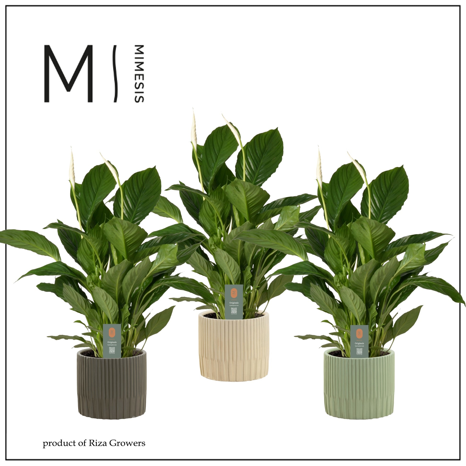 Riza vd Voort Potplanten Spathiphyllum Vivaldi Pack of 3