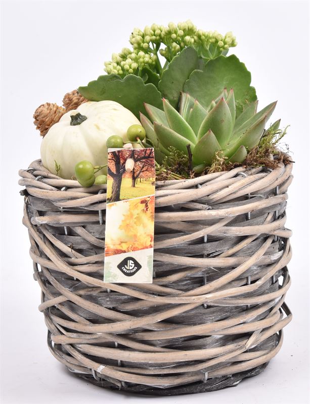 arr. Sierfruit 18cm Pot