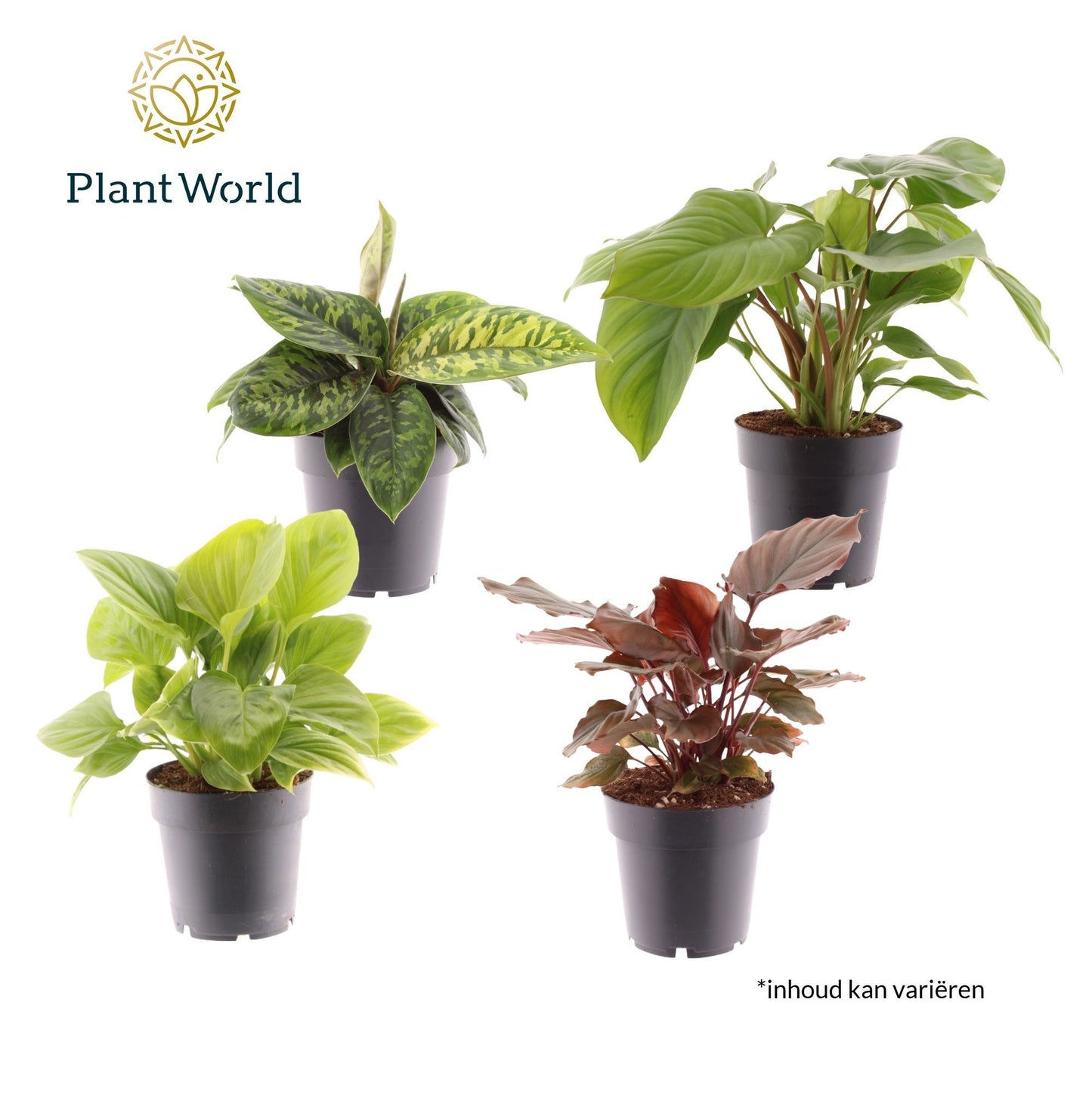 Foliage houseplants mix 30cm 14cm Pot