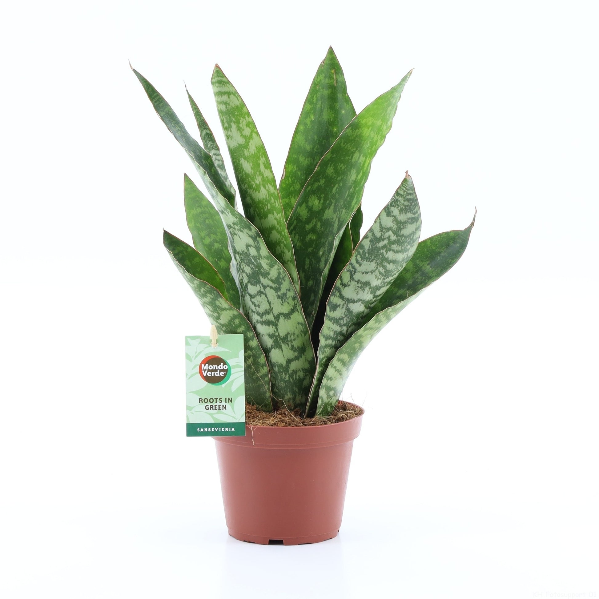 Mondo Verde (Bakker) Sansevieria trifasciata Pack of 8