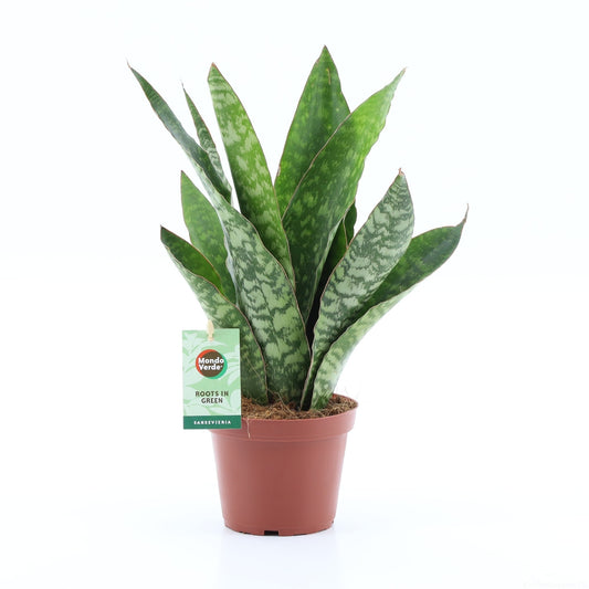 Mondo Verde (Bakker) Sansevieria trifasciata Pack of 8