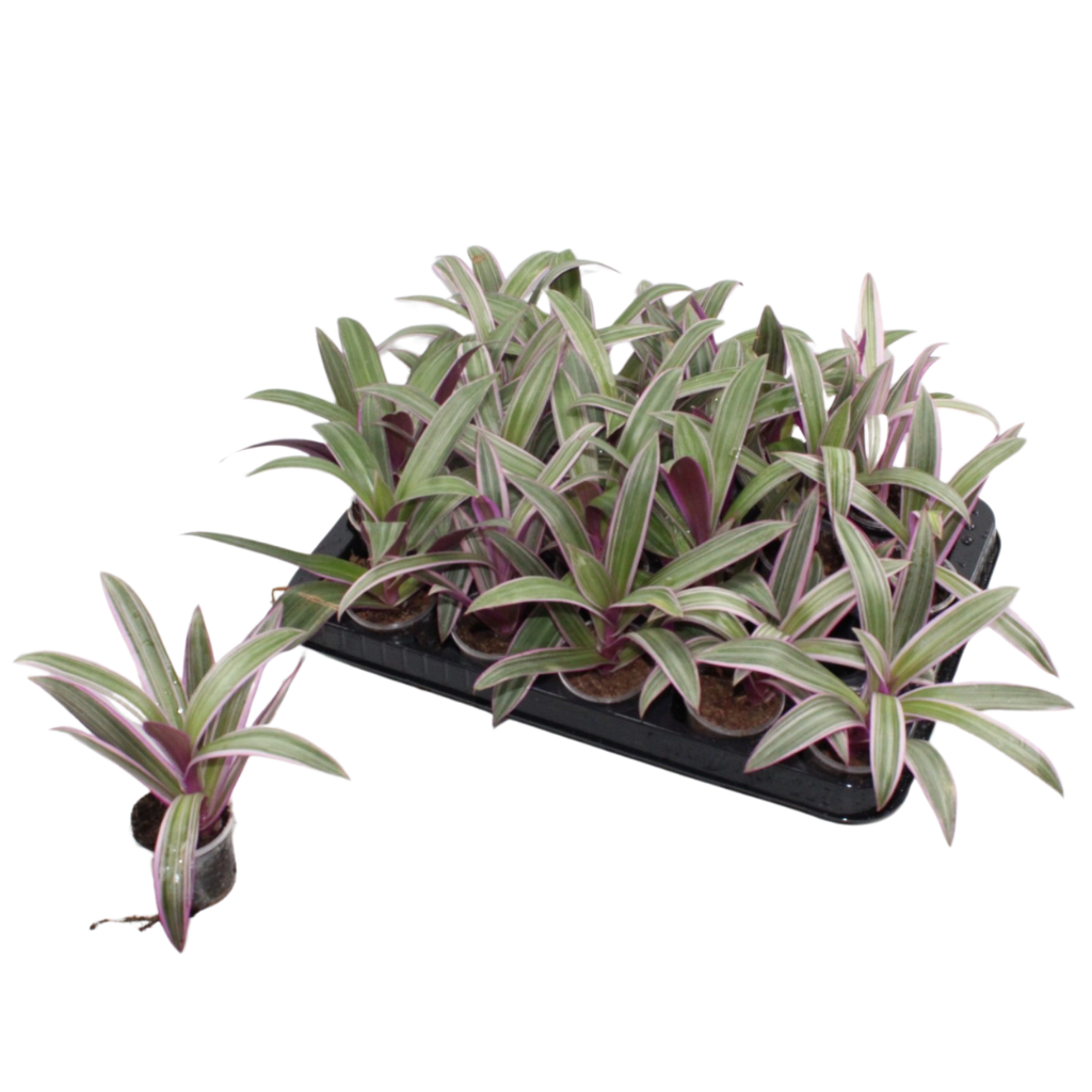 Jongenotter Potpl.kwekerij, Willem Tradescantia spathacea Pack of 20