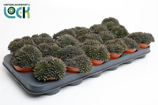 Crassula Crassimus 15cm Special Pot (508)