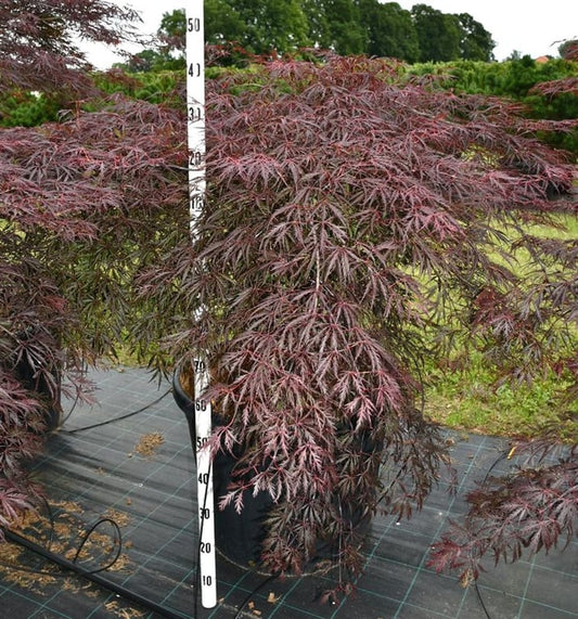 Acer Inaba-shidare 150cm 65cm Pot