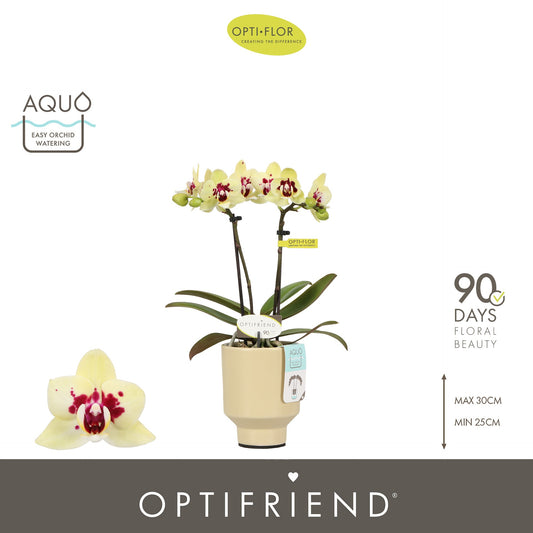 Phalaenopsis yellow 25cm 7cm Pot