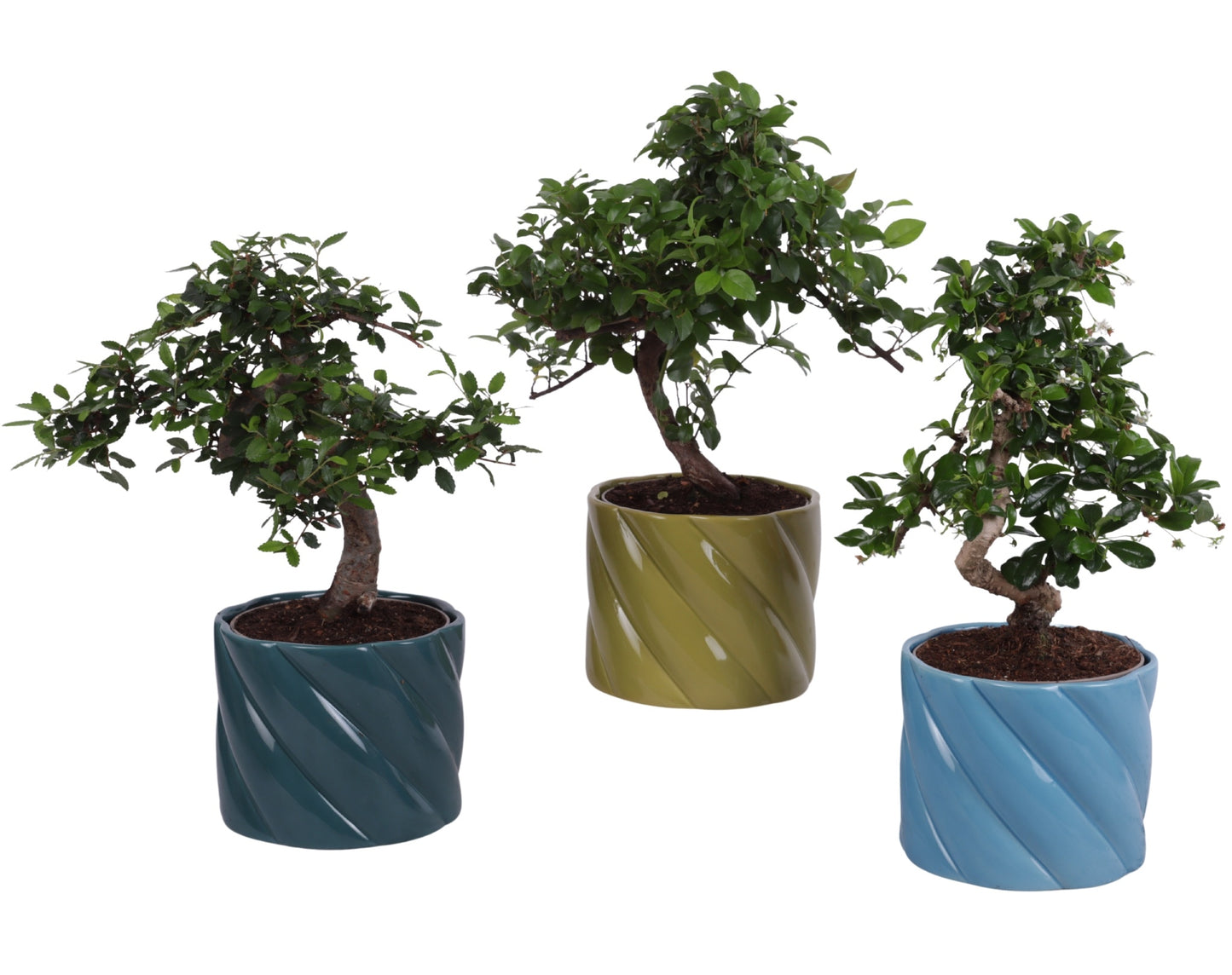 Bonsai mix 35cm 14cm Pot