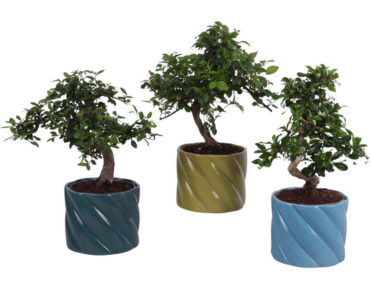 Bonsai mix 35cm 14cm Pot