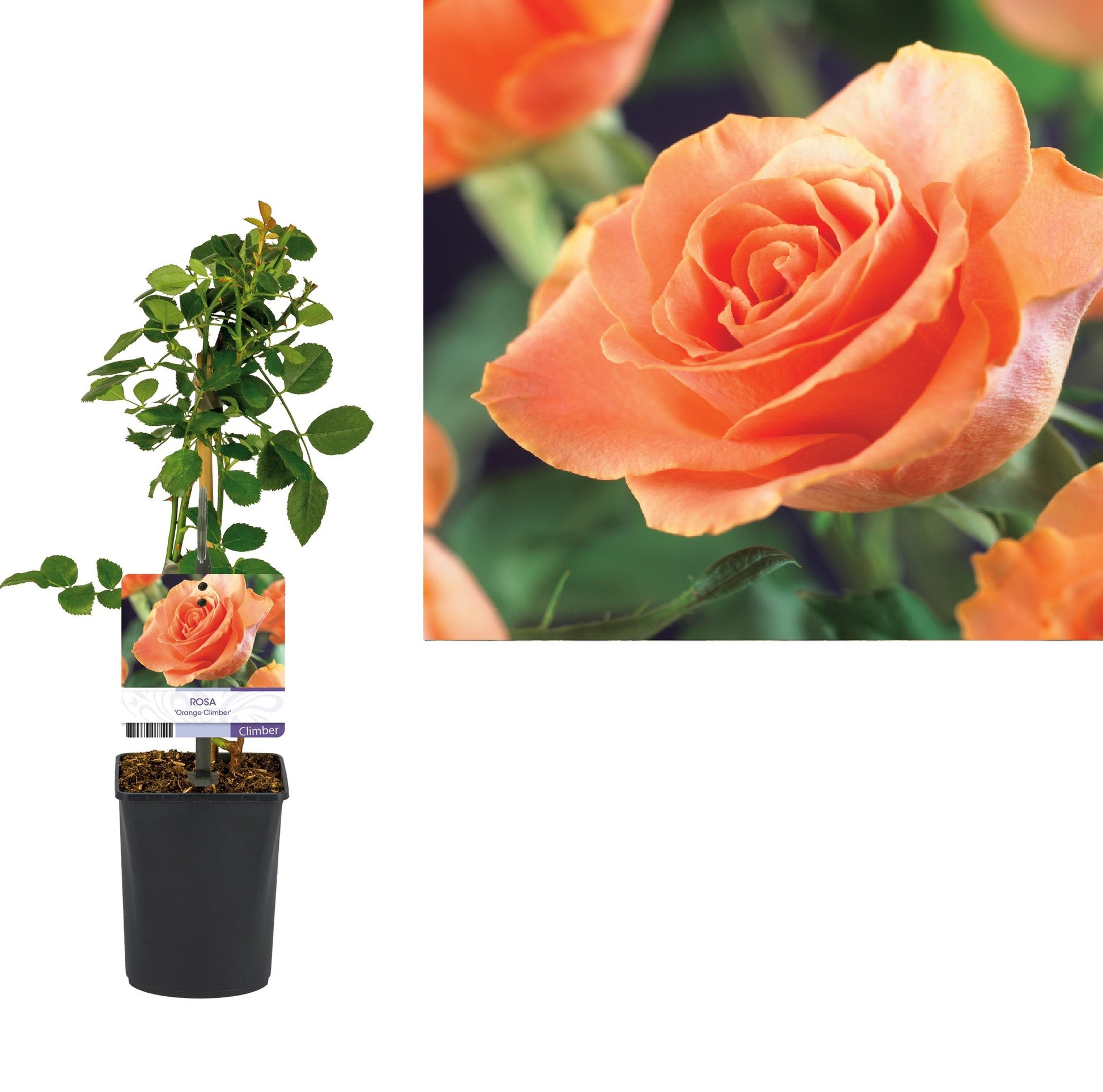 Rosa Westerland 40cm 11cm Pot