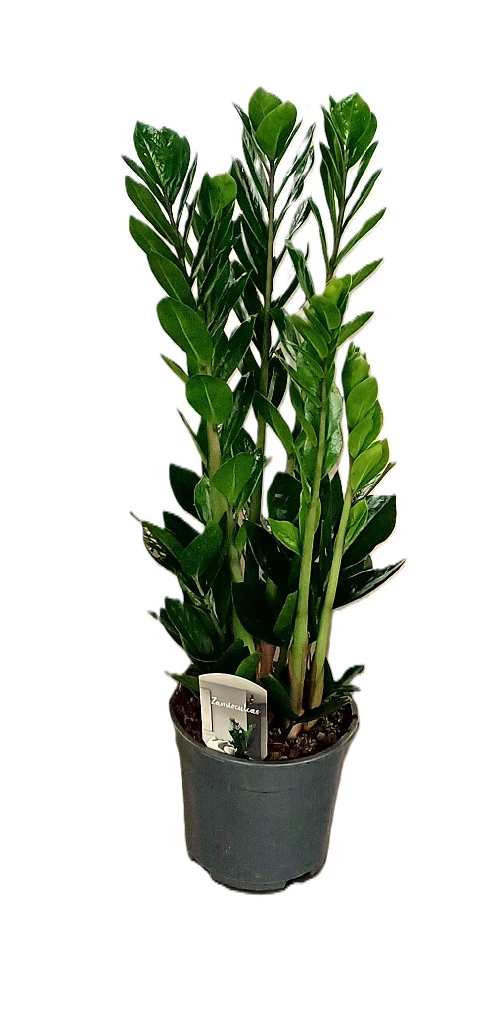 Verkade BV, Kwekery G. Zamioculcas zamiifolia Pack of 1