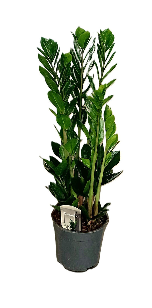 Verkade BV, Kwekery G. Zamioculcas zamiifolia Pack of 1