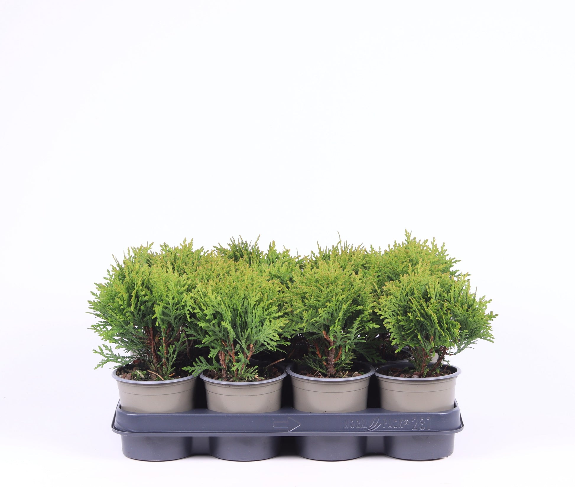 Thuja occidentalis Danica 25cm 11cm Pot
