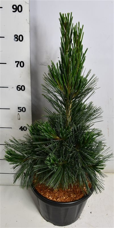 Pinus flexilis Vanderwolf's Pyramid 100cm 32cm Pot