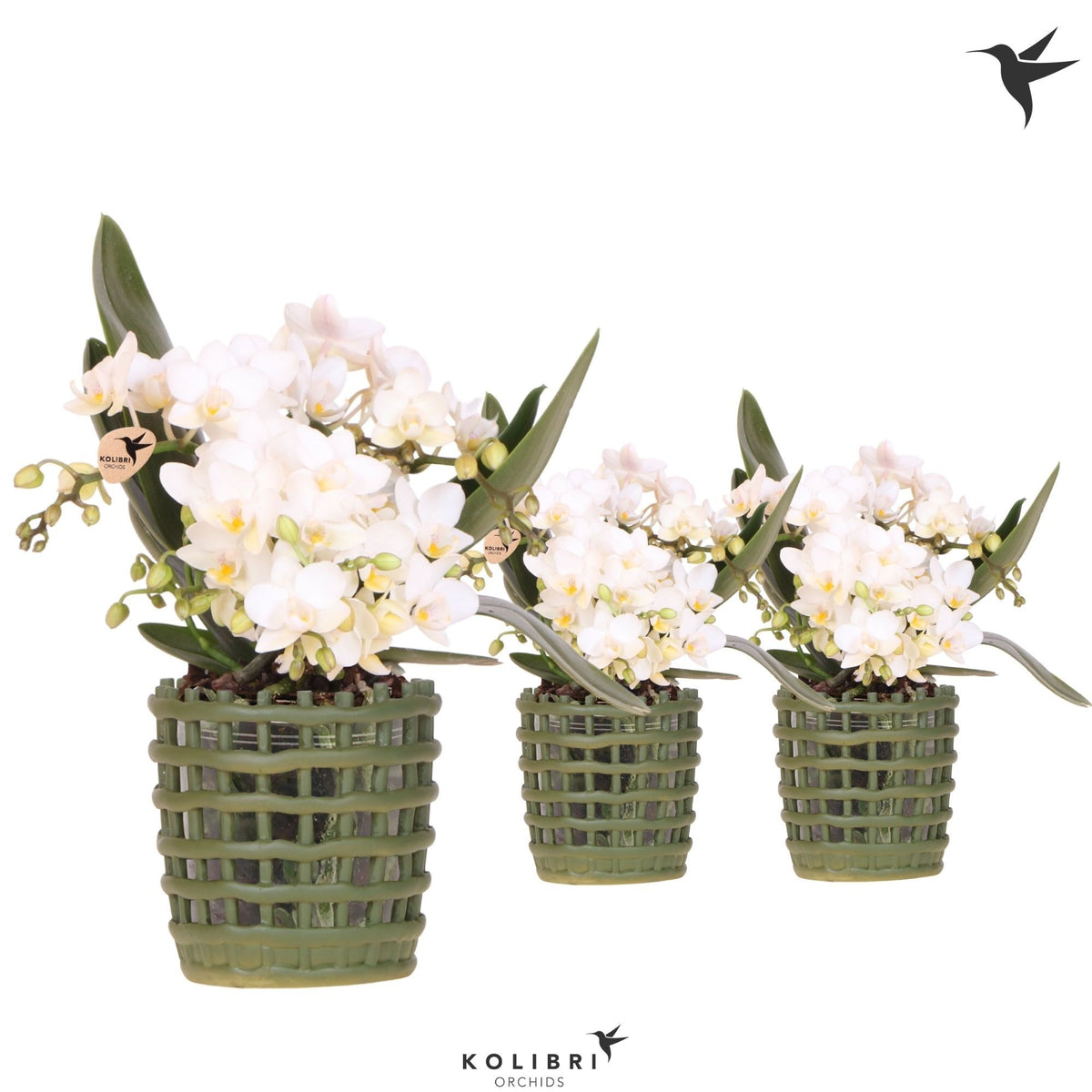 Phalaenopsis mf. Nazare 40cm 9cm Pot