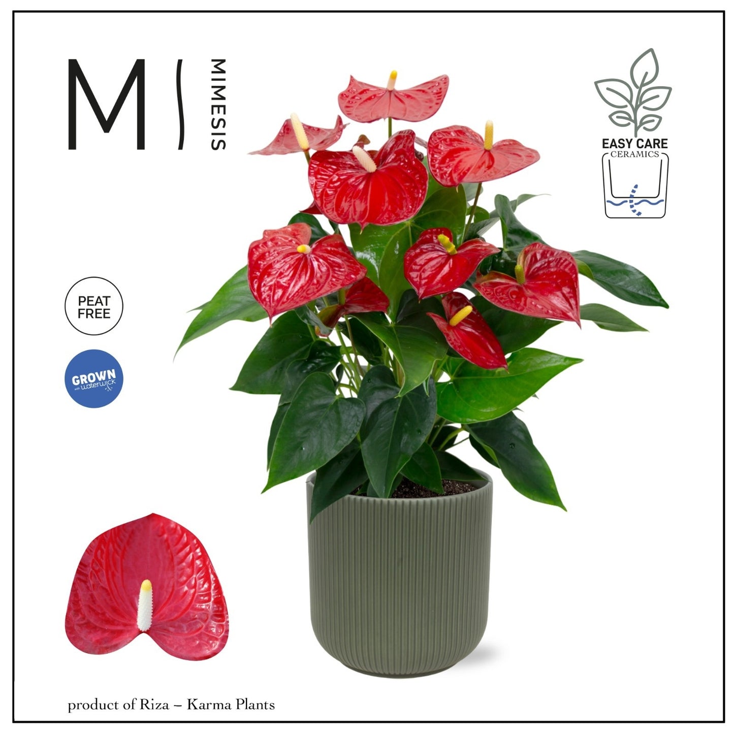 Riza Karma Plants Anthurium Karma Red Pack of 2
