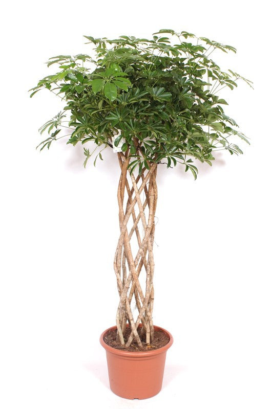 Schefflera Compacta 180cm 40cm Pot