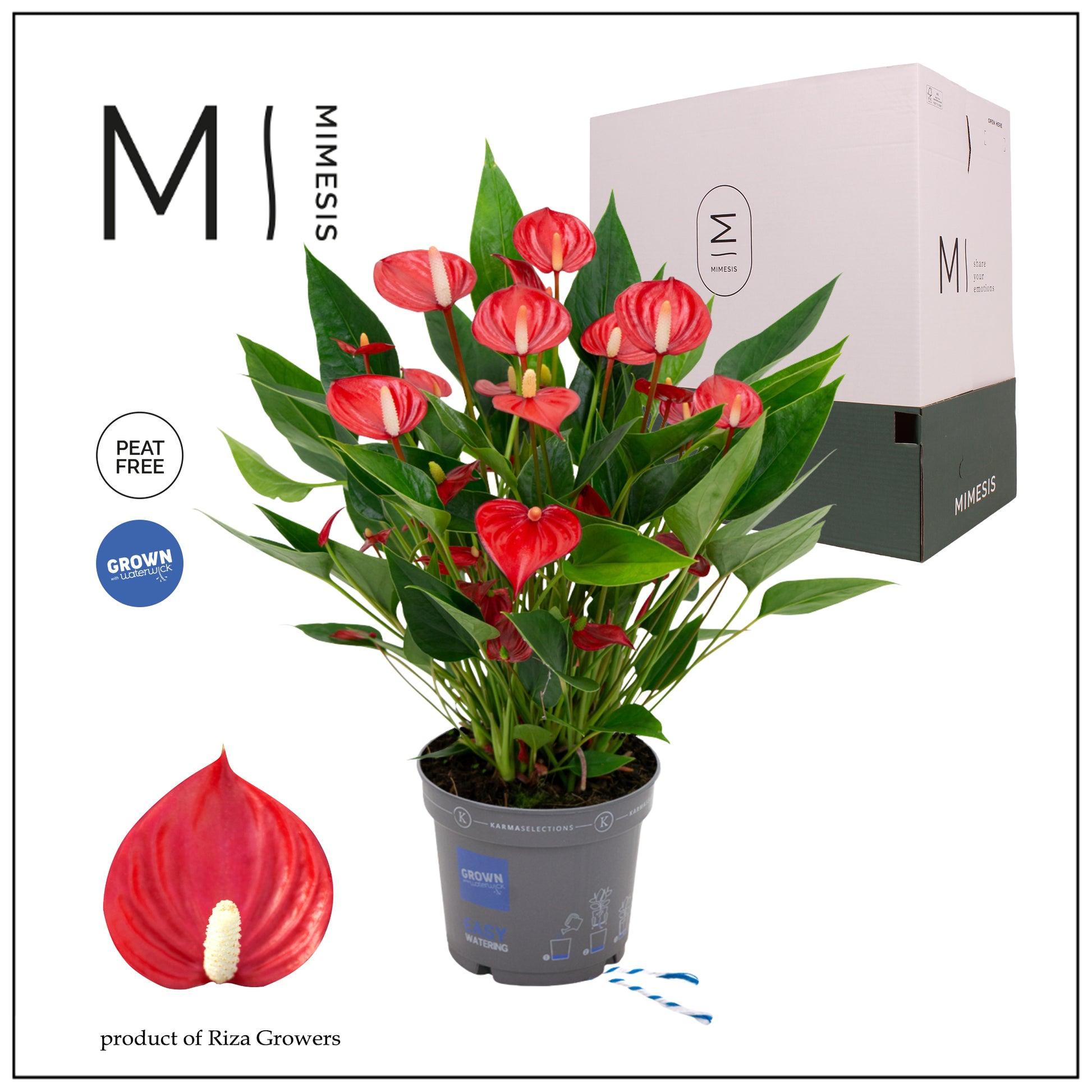 Anthurium Million Flowers Red 43cm 12cm Pot